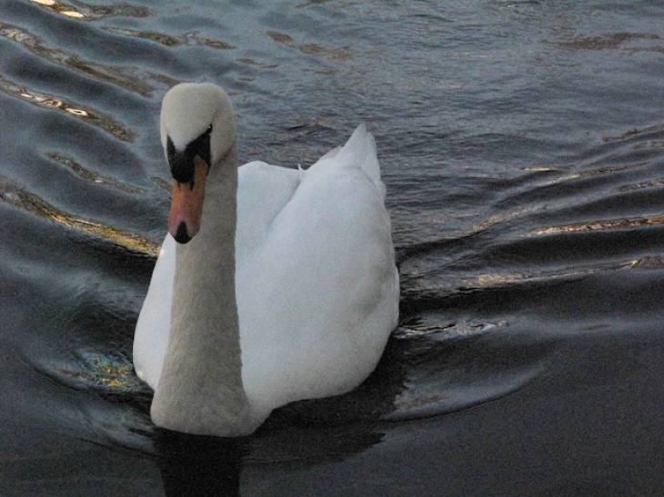 Swan Wake